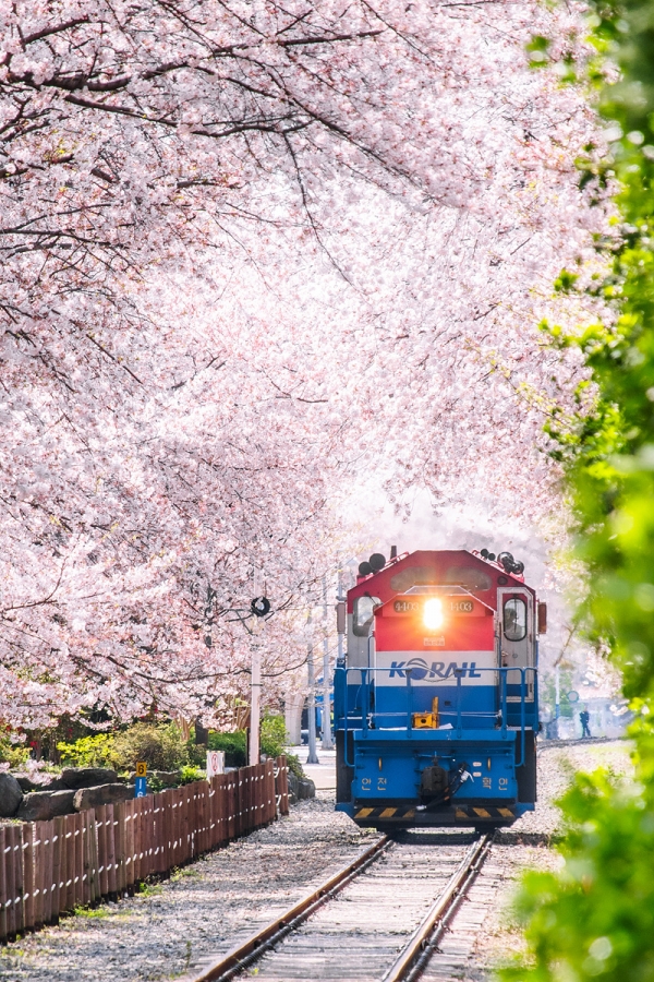 한국철도공사(코레일)가 봄을 맞아 전국 각지로 꽃구경을 떠날 수 있는 봄꽃 관광열차와 꽃축제 여행상품을 선보인다. 사진=한국철도공상(코레일)