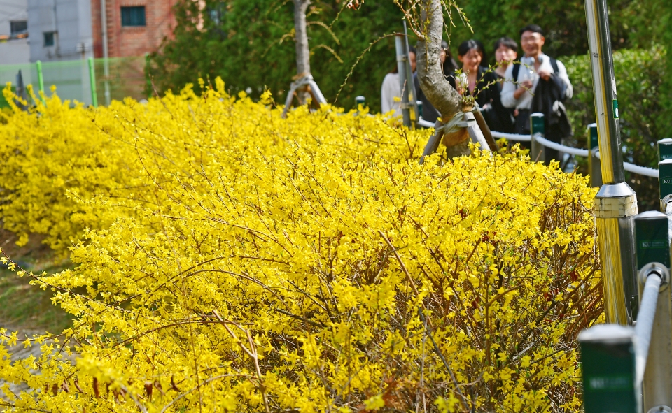 24일 노란 개나리가 만개한 건국대학교 서울캠퍼스 일감호 주변으로 학생들이 산책하고 있다. 사진=건국대.