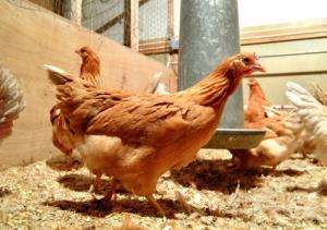 "유전자 조작 닭에서 인간 단백질 생산 성공"