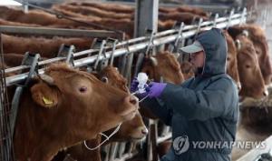 전국 소·돼지 1340만두, 구제역 백신 긴급 접종