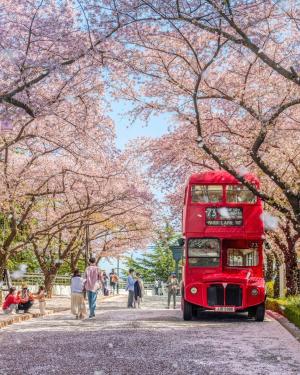 이월드, 최대 벚꽃축제 블라썸 피크닉 ‘라라랜드’ 개최